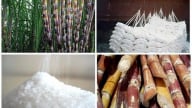 Nghiên cứu hỗ trợ doanh nghiệp mía đường duy trì sản xuất bền vững