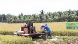 Trà Vinh đang xây dựng 30.700 ha chuyên canh lúa chất lượng cao, phát thải thấp