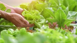 Tiêu chuẩn VietGAP đảm bảo chất lượng sản phẩm, nâng cao uy tín doanh nghiệp