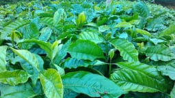 Chuẩn hóa giống cà phê theo TCVN 13607-7:2024 góp phần nâng cao năng suất chất lượng