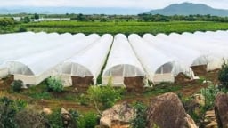 AIG vừa chi 214 tỷ đồng để mua 7,135 triệu cổ phiếu “vua nha đam” GC Food