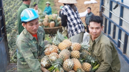 Trồng loại quả “vua nhiệt đới”, bên ngoài gai góc bên trong thơm phức, ông nông dân bỏ túi 9 tỷ đồng/năm