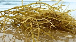 Người dân vùng biển kiếm thu nhập khủng nhờ 'lộc trời', mọc la liệt trong đầm nước lợ, cứ vớt là có tiền triệu/ngày