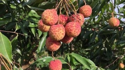 Chủ động phương án tiêu thụ và xuất khẩu vải thiều