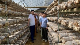 Kiểm tra tiến độ dự án: Hoàn thiện quy trình nhân giống, nuôi trồng và xây dựng mô hình sản xuất nấm Hương (Lentinus edodes) tại huyện Ngân Sơn, tỉnh Bắc Kạn