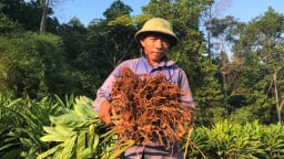 Trồng cây “củ đỏ”, người dân Thanh Hóa cầm chắc 40 tỷ/năm