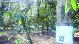 Siết quản lý vùng trồng, khơi thông dòng chảy xuất khẩu sầu riêng