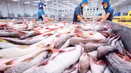 Tiêu chuẩn ASC giúp doanh nghiệp ngành thủy sản tăng năng suất