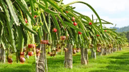 Nghiên cứu xây dựng mô hình liên kết sản xuất, sơ chế, bảo quản và tiêu thụ đối với sản phẩm thanh long trên đại bàn huyện An Lão