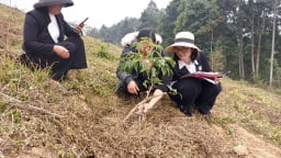 Kiểm tra nghiệm thu tiến độ thực hiện Dự án khoa học: “Ứng dụng tiến bộ kỹ thuật phát triển giống vải chín sớm PH40 theo hướng sản xuất hàng hóa tại tỉnh Yên Bái”.