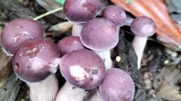 'Lộc trời' xuất hiện khi trời mưa, thành đặc sản có hương vị lạ được người thành phố ưa chuộng, dân hái về bán 200.000 đồng/kg