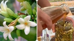 Nghiên cứu sản xuất sản phẩm từ hoa đu đủ đực góp phần hỗ trợ sức khỏe