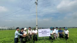 Đánh giá mô hình thâm canh hàng hóa giống lạc L29 tại huyện Yên Mô