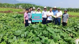 Mô hình canh tác giống bí đỏ Mật Sao 2 gắn với tiêu thụ sản phẩm trong vụ xuân hè tại Ninh Bình