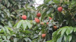 Bắc Giang tiếp tục chủ động triển khai công tác xúc tiến tiêu thụ vải thiều
