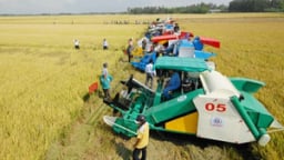 Giảm thất thoát sau thu hoạch ở Đồng bằng sông Cửu Long: Cần cú hích từ khoa học công nghệ Giảm thất thoát sau thu hoạch ở Đồng bằng sông Cửu Long: Cần cú hích từ khoa học công nghệ