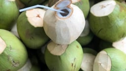 Dừa tươi Việt Nam: Từ đặc sản địa phương đến ngành hàng tỷ USD