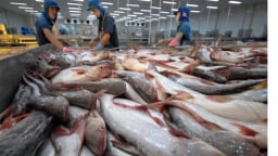 Xuất khẩu cá tra Việt Nam vượt mốc 1 tỷ USD trong nửa đầu năm 2025