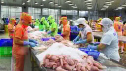 Cá tra Việt Nam giữ đà tăng trưởng xuất khẩu giữa biến động chính sách và thị trường