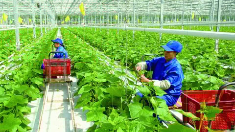 Khuyến nông sẽ ưu tiên vùng sản xuất nông nghiệp tập trung