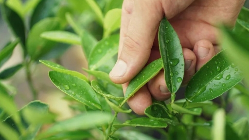 Lá của loại cây quý như ‘nhân sâm với người nghèo’: Mọc nhan nhản nhưng giá đến 8 triệu/kg tại nước ngoài, cực tốt cho giấc ngủ