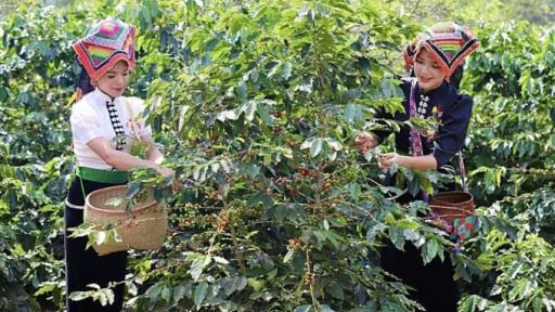 Sơn La đẩy mạnh truy xuất nguồn gốc, hướng đến phát triển ngành cà phê đạt tiêu chuẩn quốc tế