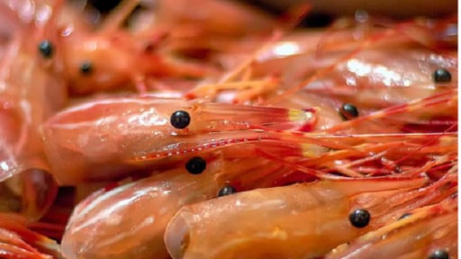 TCVN 13658:2023 về chitosan có nguồn gốc từ tôm