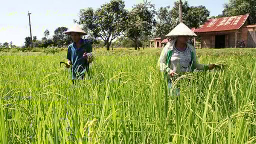 Lâm Đồng: Xây dựng vùng lúa năng suất, chất lượng cao