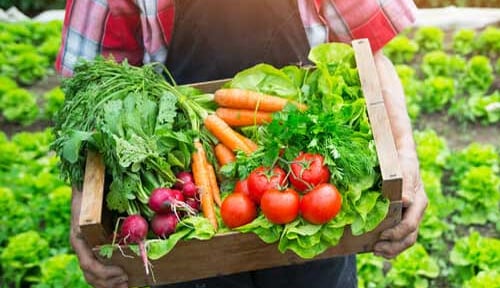 Nông nghiệp hữu cơ: Hành trình kiến tạo niềm tin từ những nguyên tắc bền vững