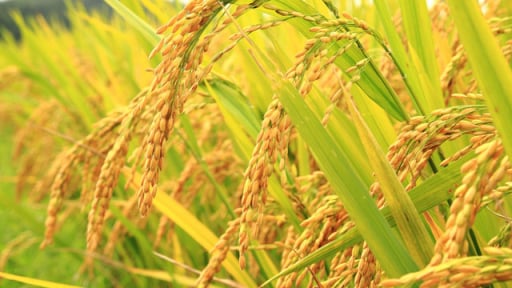 TCVN 14273:2024 về giảm phát thải khí nhà kính với chế độ tưới tiết kiệm nước cho lúa