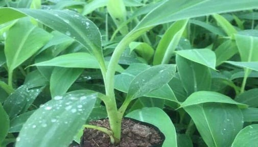 TCVN 13607-6:2024 về giống chuối hướng đến đảm bảo nâng cao năng suất và chất lượng