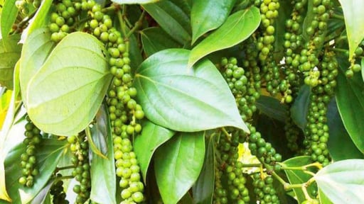 TCVN 14303:2025 về hạt tiêu góp phần nâng cao chất lượng, thúc đẩy xuất khẩu