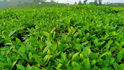 Chè Lai Châu được bảo hộ chỉ dẫn địa lý