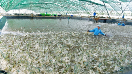 Nuôi tôm nước lợ ứng dụng công nghệ cao đạt tiêu chuẩn, cho năng suất cao, chất lượng tốt