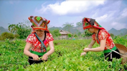 Sơn La: Nâng cao chất lượng nguồn nhân lực và ứng dụng khoa học tiên tiến vào sản xuất cho năng suất cao