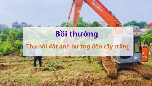 Từ bây giờ, áp dụng quy định mới về bồi thường khi thu hồi đất gây thiệt hại với cây trồng