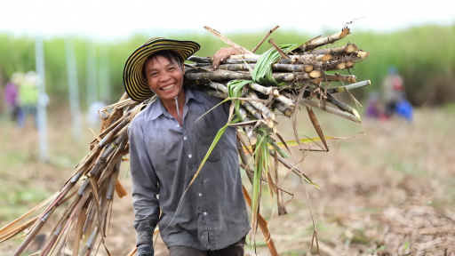 Mạnh dạn chuyển hướng trồng loại cây “trăm đốt” ngọt lịm, anh nông dân nhẹ nhàng bỏ túi gần 2 tỷ đồng/năm