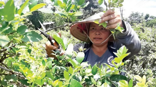 Anh nông dân ở miền núi trồng cây dại thành đặc sản vạn người mê, nhẹ nhàng bỏ túi trăm triệu đồng/năm