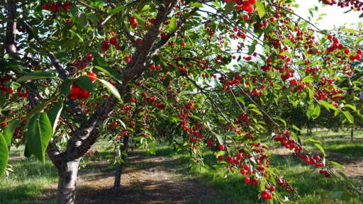 Cherry Chile được rao bán giá rẻ, vì sao?