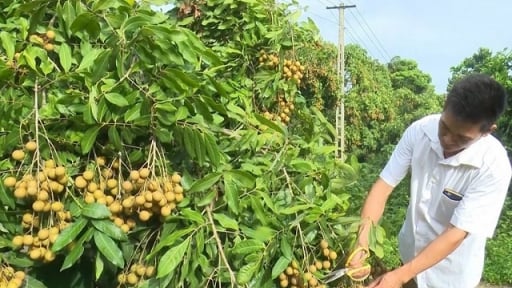 Tạo đột phá trong phát triển nông nghiệp