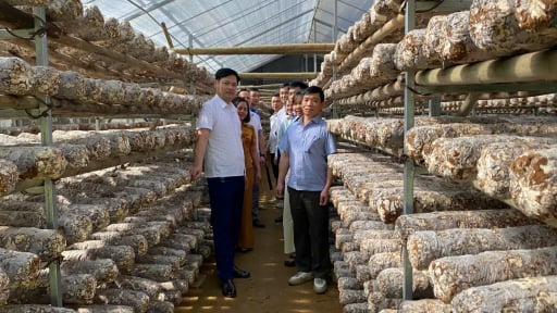 Kiểm tra tiến độ dự án: Hoàn thiện quy trình nhân giống, nuôi trồng và xây dựng mô hình sản xuất nấm Hương (Lentinus edodes) tại huyện Ngân Sơn, tỉnh Bắc Kạn