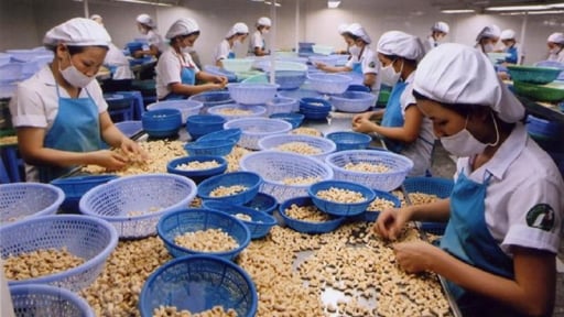 Nâng cao năng suất, chất lượng: Bí quyết giúp doanh nghiệp ngành điều bứt phá, khẳng định thương hiệu