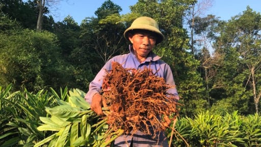 Trồng cây “củ đỏ”, người dân Thanh Hóa cầm chắc 40 tỷ/năm