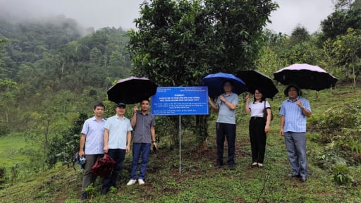 Kiểm tra tiến độ đề tài: Nghiên cứu bảo tồn và phát triển quần thể chè Shan tuyết cổ thụ (Camellia sinensis var. Shan) gắn với du lịch sinh thái tại xã Bằng Phúc, huyện Chợ Đồn, tỉnh Bắc Kạn