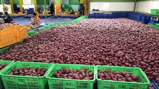 Năng suất tăng tới 15 % nhờ áp dụng ISO vào dây chuyền sản xuất khoai lang sấy dẻo