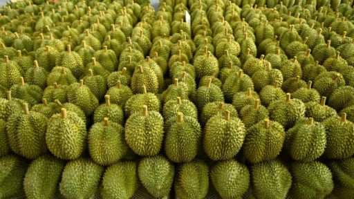 Ứng dụng nhiều biện pháp kỹ thuật phát triển sầu riêng