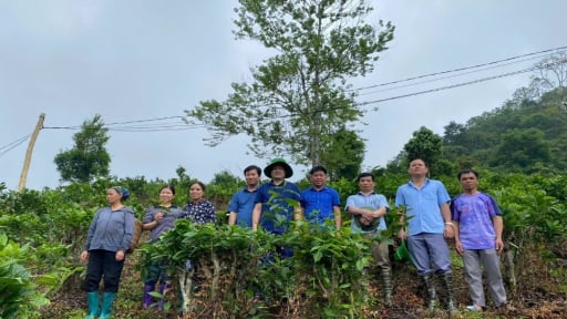 Kiểm tra tiến độ dự án: Ứng dụng tiến bộ khoa học và công nghệ xây dựng mô hình trồng, thâm canh, chế biến sản phẩm chè Shan tuyết