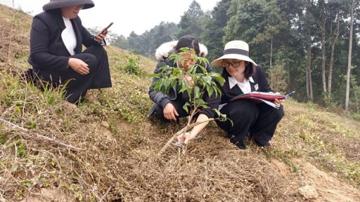 Kiểm tra nghiệm thu tiến độ thực hiện Dự án khoa học: “Ứng dụng tiến bộ kỹ thuật phát triển giống vải chín sớm PH40 theo hướng sản xuất hàng hóa tại tỉnh Yên Bái”.