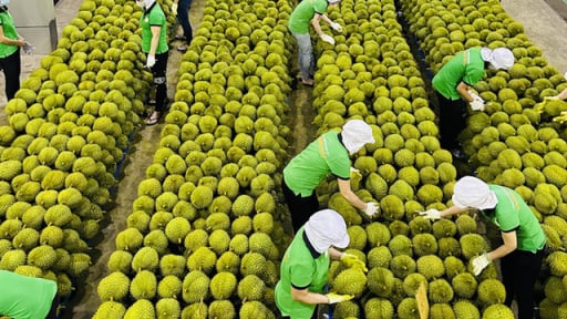 Triển khai các biện pháp bảo đảm sản xuất, chế biến, tiêu thụ và xuất khẩu nông sản