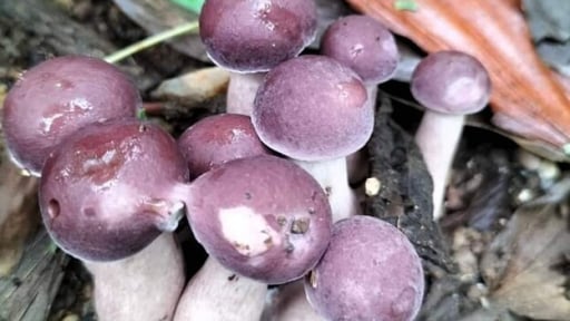 'Lộc trời' xuất hiện khi trời mưa, thành đặc sản có hương vị lạ được người thành phố ưa chuộng, dân hái về bán 200.000 đồng/kg